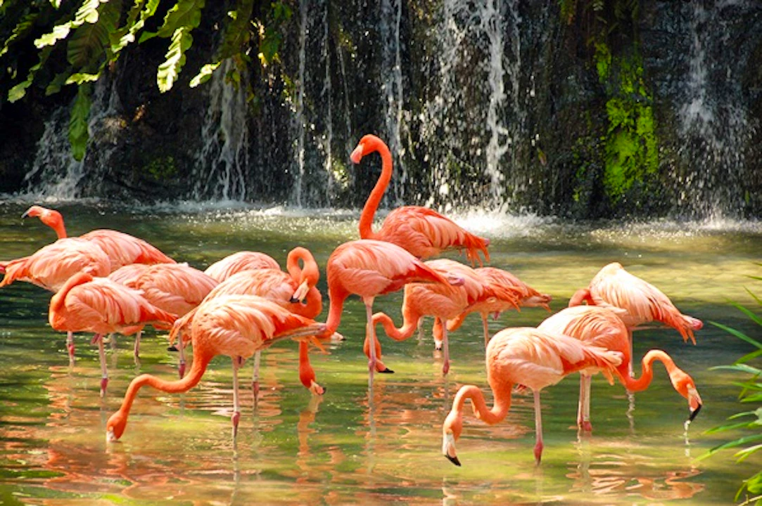 Penang Bird Park Ticket Category